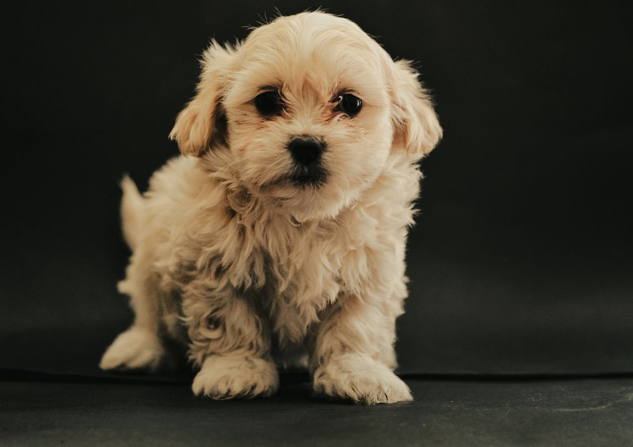 Cute Maltese puppy with fluffy white fur sitting on a black background.