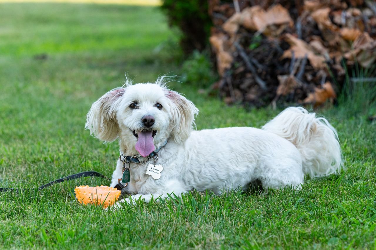 Happy poodle dog laying on grass with a toy and tongue out, enjoying sunny day.