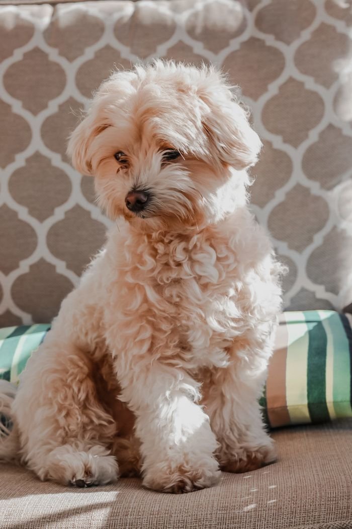 A cute fluffy dog sits comfortably indoors, bathed in warm light.
